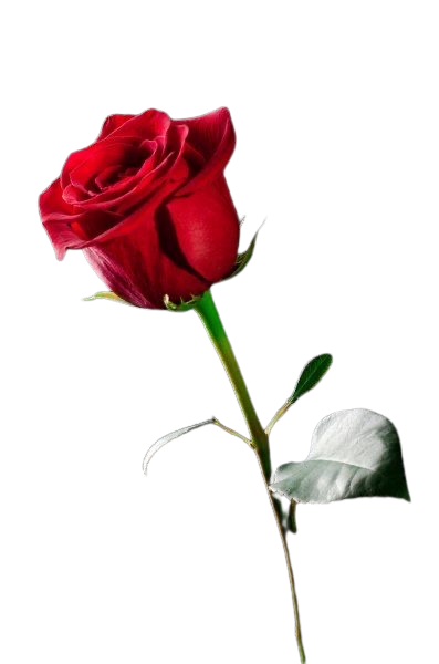 Imagen Rosa Roja