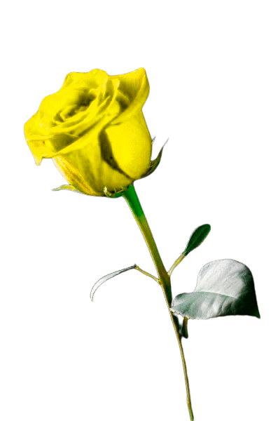 Imagen Rosa Amarilla