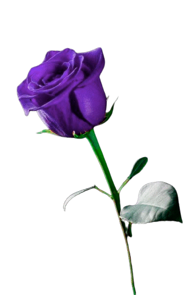 Imagen Rosa Morada