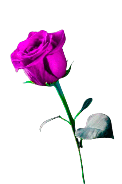 Imagen Rosa Rosa