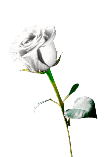 Imagen Rosa Blanca