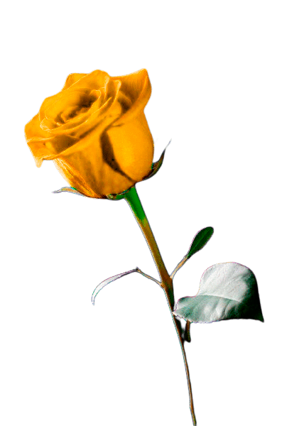 Imagen Rosa Naranja